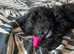 14 Week Old Male Black & White Cockapoo