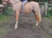 Pretty Palomino Section D Mare 14.3 5yrs