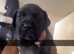 Last 3 left! 4 weeks old presas