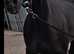 TB Black Broodmare