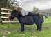 Black standard shetland pony