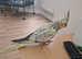 Female cockatiel