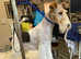 Female Wire Fox Terrier