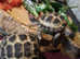 Baby tortoise with all you need - new home & accessories
