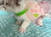 Beautiful Ragdoll Kittens