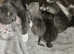 Russian Blues and British shorthair