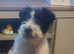 Male Fox terrier cross patterdale