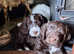 Gorgeous Springer Poodle Pups