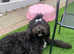 Old English sheepdog x labradoodle