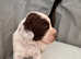 KC Registered English Springer Spaniel Puppies