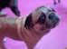 PUG OR FRENCH BULLDOG WANTED FOR ADOPTION FOR LOVING HOME