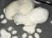 Ragdoll kittens