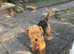 Welsh Terrier