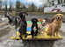 Doggy Daycare & Secure Dog Walking Field