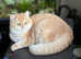 GCCF Registered British Longhair and Shorthair Chocolate and Black Golden Kittens