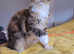 TICA Registered Active Maine coon girls !!!
