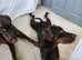 8 month old female doberman