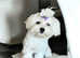 KC reg 15 Champions adorable maltese girl