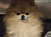 LAST 2. Top quality, Champion bloodline Pomeranian puppies