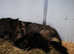 TOP WORKING BLOODLINES LITTER!