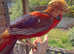 Golden Chinese pheasant