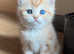GCCF Registered British Shorthair Chocolate Golden Odd Eyes Male