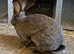 Continental giants 1.5yrs old