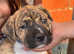 Presa canario