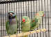 Beautiful young darbyan parrot