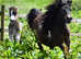 Standard Shetland Mare
