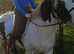 Magic 9 year old piebald cob mare