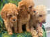 beautiful apricot cockapoo puppies