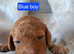 Top quality golden cockapoo pups