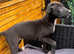 Bull x lurcher pup