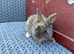 Super cute Netherland dwarf babies.