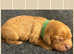 Beautiful KC reg Cavalier King Charles Spaniels