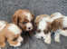 4 stunning cavapoo puppies