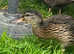 2 mallard  ducks female and male