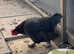 Black copper Marans