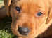 Beautiful Fox Red KC Reg Labrador Puppies