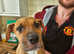 Female bullmastiff