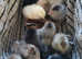 Chicks - Pekin Bantam day old