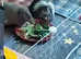 Pair of guinea pigs, 1 neutered male and young sow