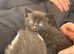 Kittens Mixed breed with Scottish fold