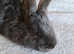 10 Continental Giants babys available
