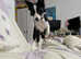 Affectionate Young Border Collie "Echo" Seeks Loving Home!