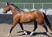 Stunning 3 year old  Filly Irish Sports Horse