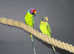 Plum-headed parakeet Breeding Pair,3