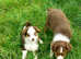 Australian Shepherd Mini