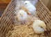Chicks for sale
